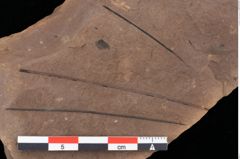 Foto (Detailansicht) von Pinus taedaeformis Unger (NHMW-GEO-2024-0188-0273)